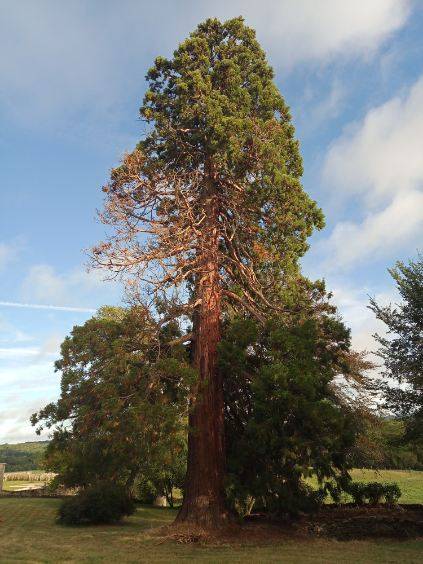 taille d'arbres Nantiat