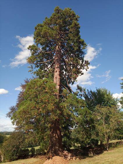 Arboriste-grimpeur élagueur à Chamboret (1)